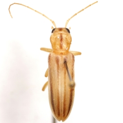 Hypasclera dorsalis