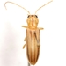 Hypasclera dorsalis - Photo (c) Mike Quinn, Austin, TX, some rights reserved (CC BY-NC), uploaded by Mike Quinn, Austin, TX