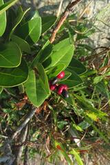 Apodytes abbottii
