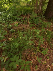 Dactylis glomerata lobata