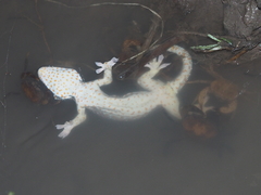 Parathelphusa convexa