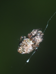 Cyclosa camelodes