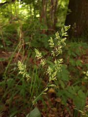 Dactylis glomerata lobata