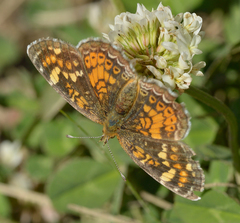 Phyciodes batesii