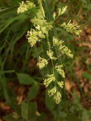Dactylis glomerata lobata