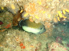 Apolemichthys kingi