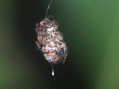 Cyclosa camelodes