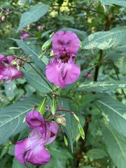 Impatiens glandulifera
