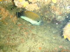 Apolemichthys kingi