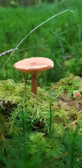 Lactarius tabidus
