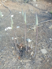 Drimia numidica