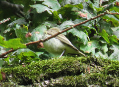 Hippolais icterina