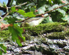 Hippolais icterina