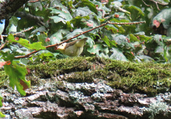 Hippolais icterina