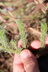 Aspalathus gerrardii