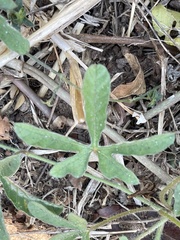 Ipomoea magnusiana image