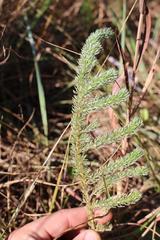 Aspalathus gerrardii