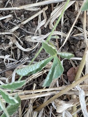 Ipomoea magnusiana image