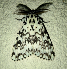 Lymantria monacha