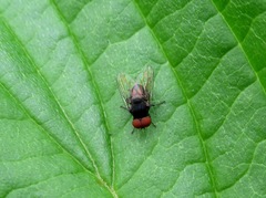 Lindneromyia dorsalis