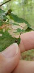Andricus chinquapin