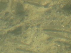 Notropis stramineus