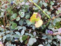 Betula nana