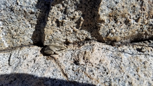 iNaturalist observation photo of Pacific chorus frog