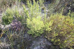 Erica subcapitata
