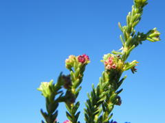 Erica subcapitata
