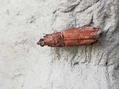 Acrobasis bithynella