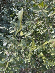 Erythroxylum emarginatum