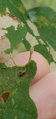 Andricus chinquapin