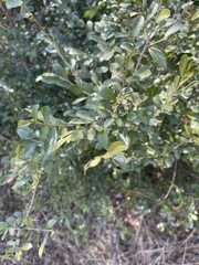 Erythroxylum emarginatum
