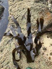 Saccorhiza polyschides