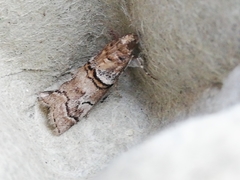 Acrobasis romanella