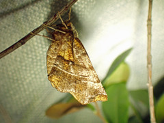 Selenia alciphearia