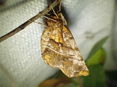 Selenia alciphearia