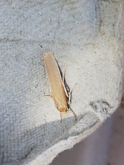 Eilema marcida