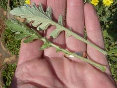 Arctotis arctotoides