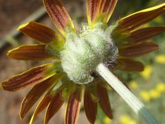 Arctotis arctotoides