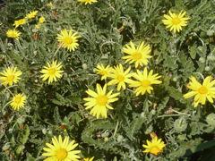 Arctotis arctotoides