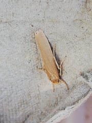 Eilema marcida