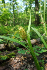 Carex typhina