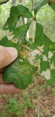 Andricus chinquapin