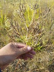Astragalus davuricus