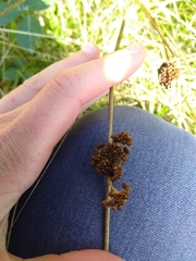 Juncus conglomeratus