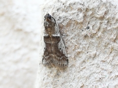 Pseudacrobasis tergestella