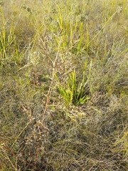 Astragalus davuricus