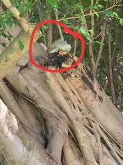 Iguana iguana